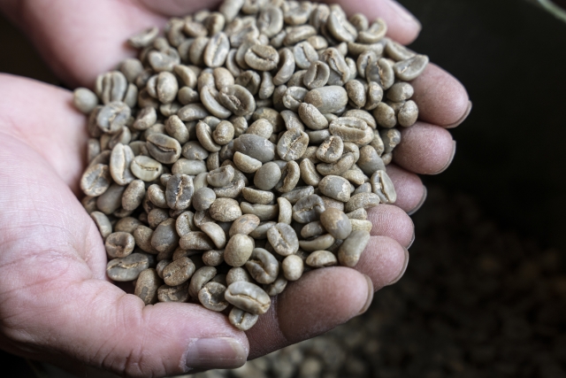 手に持たれた未加工の生コーヒー豆
